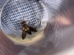 Triepeolus distinctus