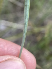 Sisyrinchium pallidum