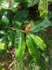 Hedychium