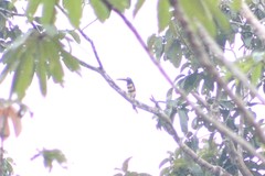 Pteroglossus pluricinctus