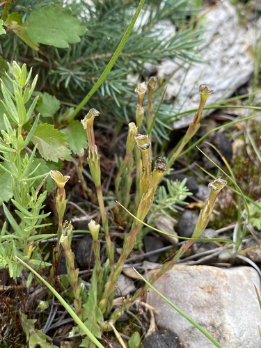 Image of Gentiana fremontii by (c) Matt Berger, some rights reserved (CC BY)
