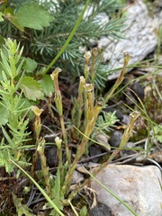Gentiana fremontii