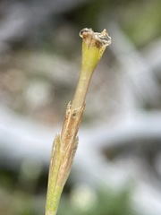 Gentiana fremontii