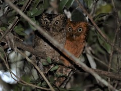 Otus ireneae