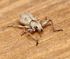 Pandeleteius defectus