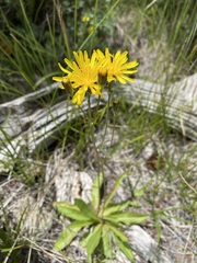 Crepis runcinata