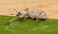 Pandeleteius defectus