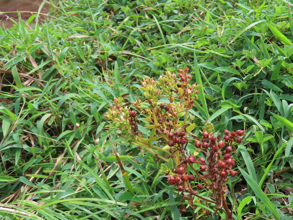 spoonleaf yellow loosestrife from 224台灣新北市瑞芳區南雅里 on August 5, 2021 at ...