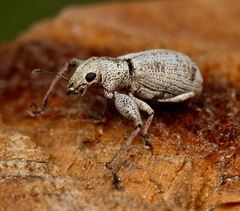 Pandeleteius defectus