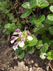 Teucrium pyrenaicum