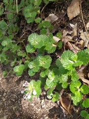 Teucrium pyrenaicum