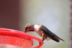 Selasphorus sasin sedentarius