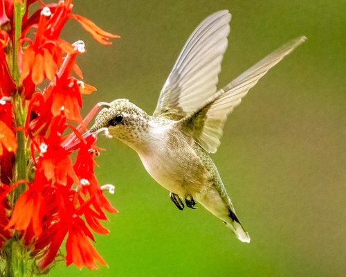 Ruby-throated Hummingbird photographed in Maryland