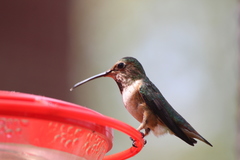 Selasphorus sasin sedentarius