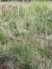 Muhlenbergia montana