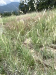 Muhlenbergia montana