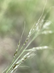 Muhlenbergia montana