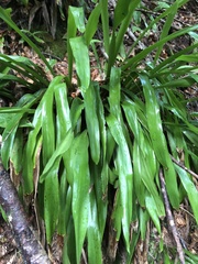 Carex fraseriana