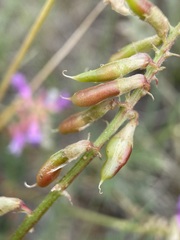 Astragalus hallii
