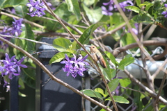 Selasphorus sasin sedentarius