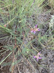 Astragalus hallii