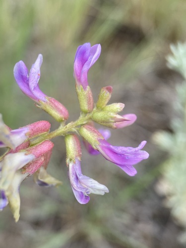 Image of Astragalus hallii by (c) Matt Berger, some rights reserved (CC BY)