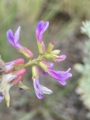 Astragalus hallii