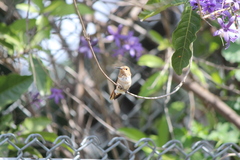 Selasphorus sasin sedentarius