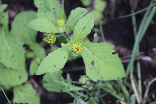 Image of Melampodium perfoliatum by (c) José Belem Hernández Díaz, some rights reserved (CC BY)