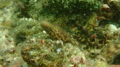 Gymnothorax thyrsoideus