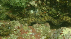 Gymnothorax thyrsoideus