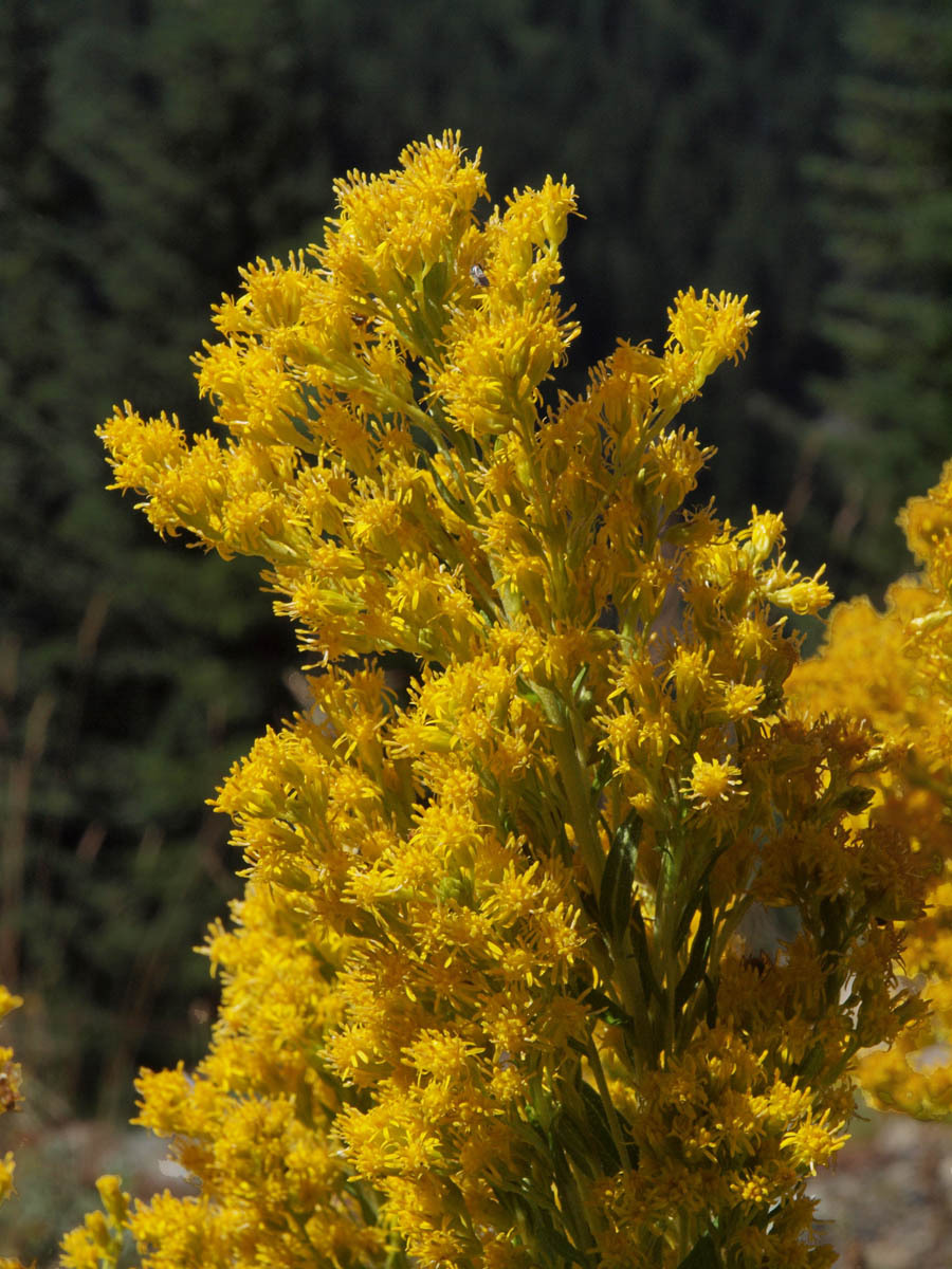 Solidago lepida var. salebrosa