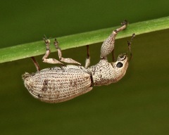 Pandeleteius defectus