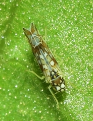 Eupteryx andalusiaca