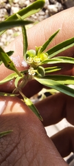 Euphorbia exstipulata