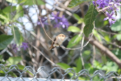 Selasphorus sasin sedentarius