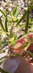 Euphorbia exstipulata