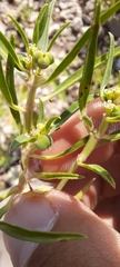 Euphorbia exstipulata