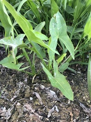 Sagittaria latifolia