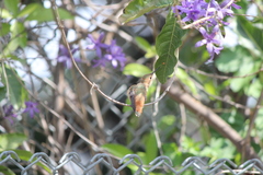 Selasphorus sasin sedentarius