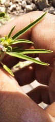 Euphorbia exstipulata