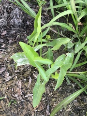 Sagittaria latifolia