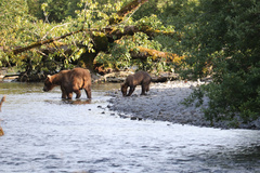 Ursus arctos middendorffi