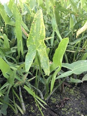 Sagittaria latifolia