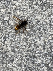 Vespa velutina