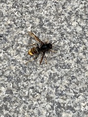 Vespa velutina