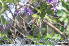 Selasphorus sasin sedentarius
