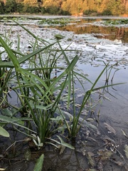 Sagittaria latifolia