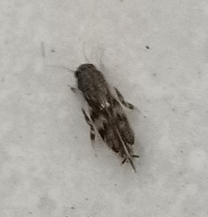 Neotridactylus