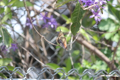 Selasphorus sasin sedentarius